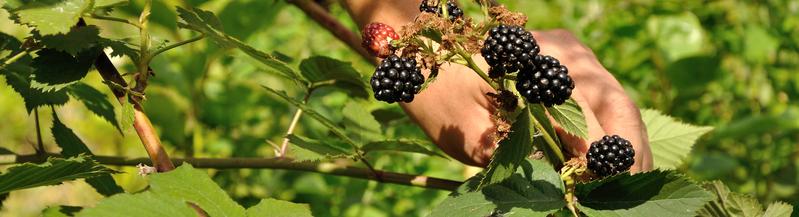 Enjoy picking your own berries. Try growing blueberries, blackberries or raspberries