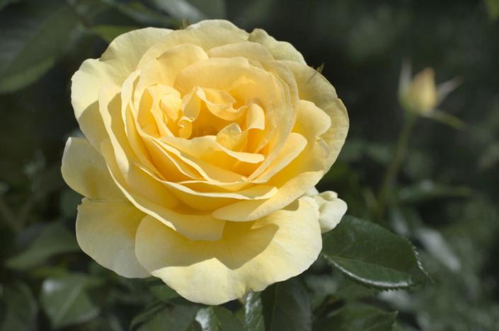 Pale Yellow Roses